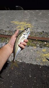 Atlantic Horse Mackerel