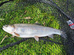 Rainbow Trout