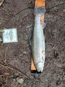 Rainbow Trout