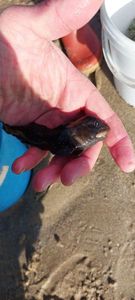 Peacock Blenny