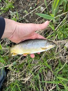 Brown Trout