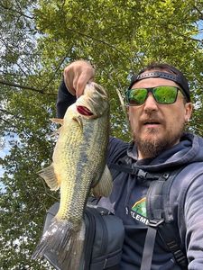 Largemouth Bass