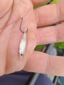 Grass Carp