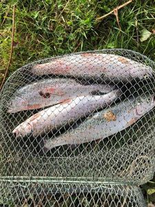 Rainbow Trout