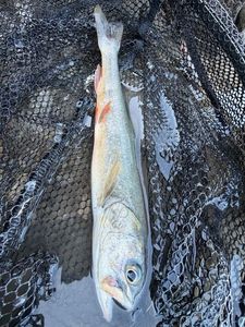 Arctic Char