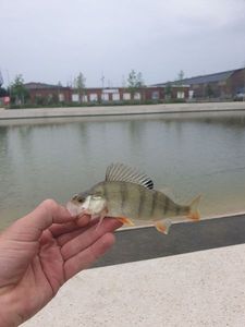 European Perch