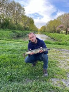 Northern Pike