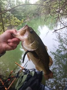 Largemouth Bass