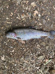 Rainbow Trout