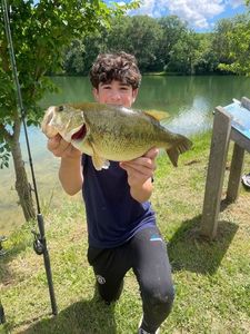 Largemouth Bass