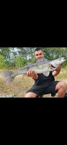 Zander