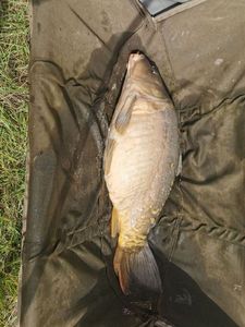 Mirror Carp