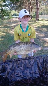 Common Carp