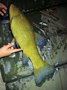 Tench
