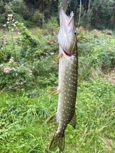 Northern Pike