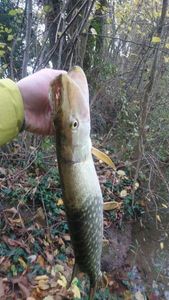 Northern Pike