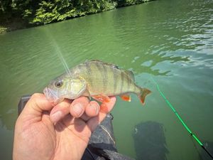 European Perch