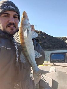 Zander