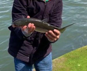 European Bass (Seabass)