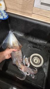 European Squid