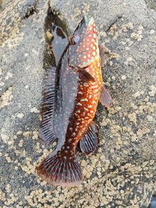 Ballan Wrasse