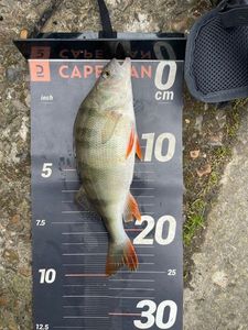European Perch