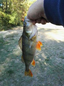 European Perch