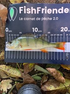 European Perch