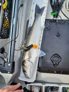 European Bass (Seabass)