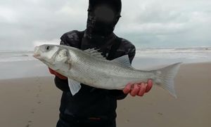 European Bass (Seabass)