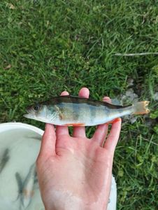 European Perch