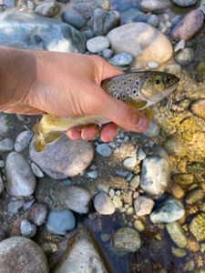 Brown Trout