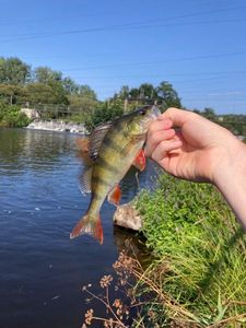 European Perch