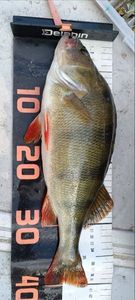 European Perch