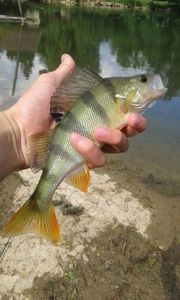 European Perch