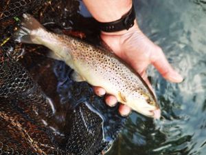 Brown Trout