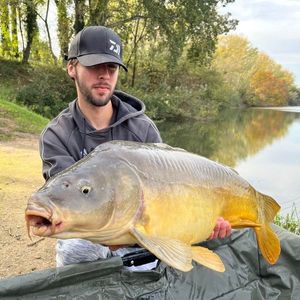 Mirror Carp