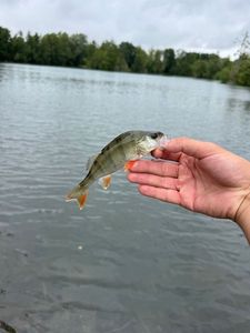 European Perch