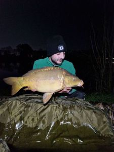 Mirror Carp