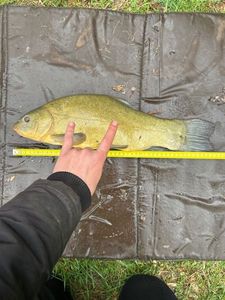Tench