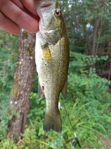 Largemouth Bass