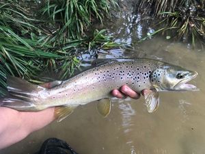 Brown Trout