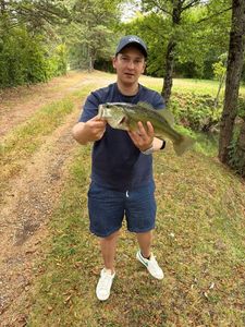 Largemouth Bass