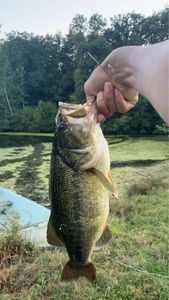 Largemouth Bass