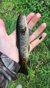 Brown Trout