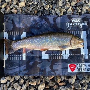 Brook Trout