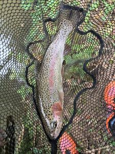 Rainbow Trout
