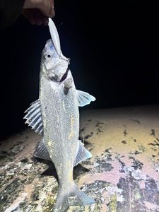 European Bass (Seabass)