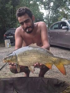 Common Carp