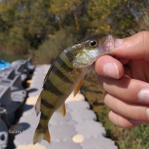 European Perch